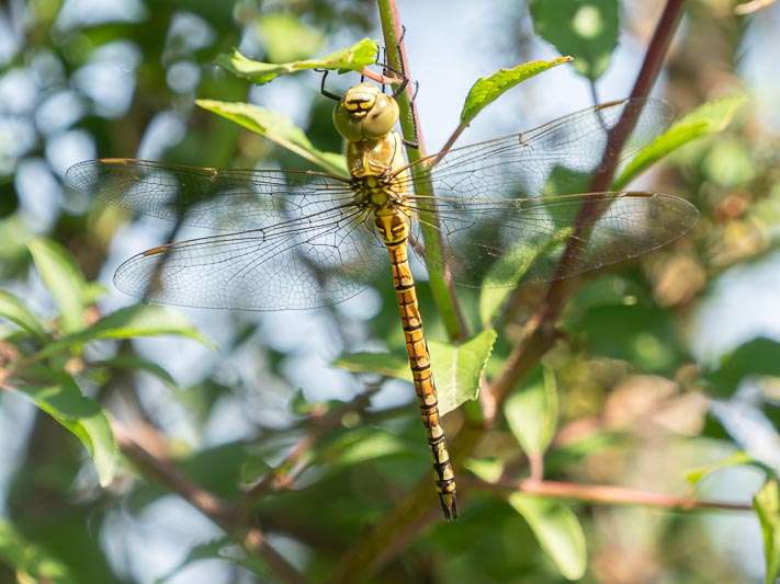 Aeshna affinis (Blue-eyed Hawker) male.jpg